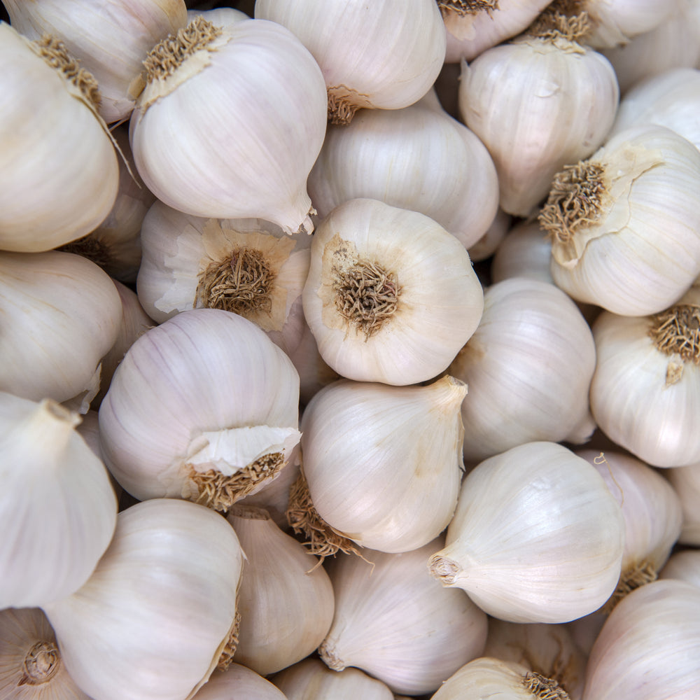 Overhead photo of bulbs of fresh garlic