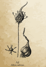 A Brief History of Garlic